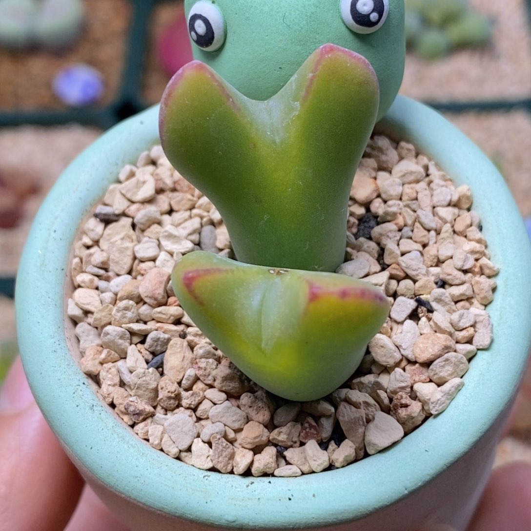 双头果冻色大将带盆福利