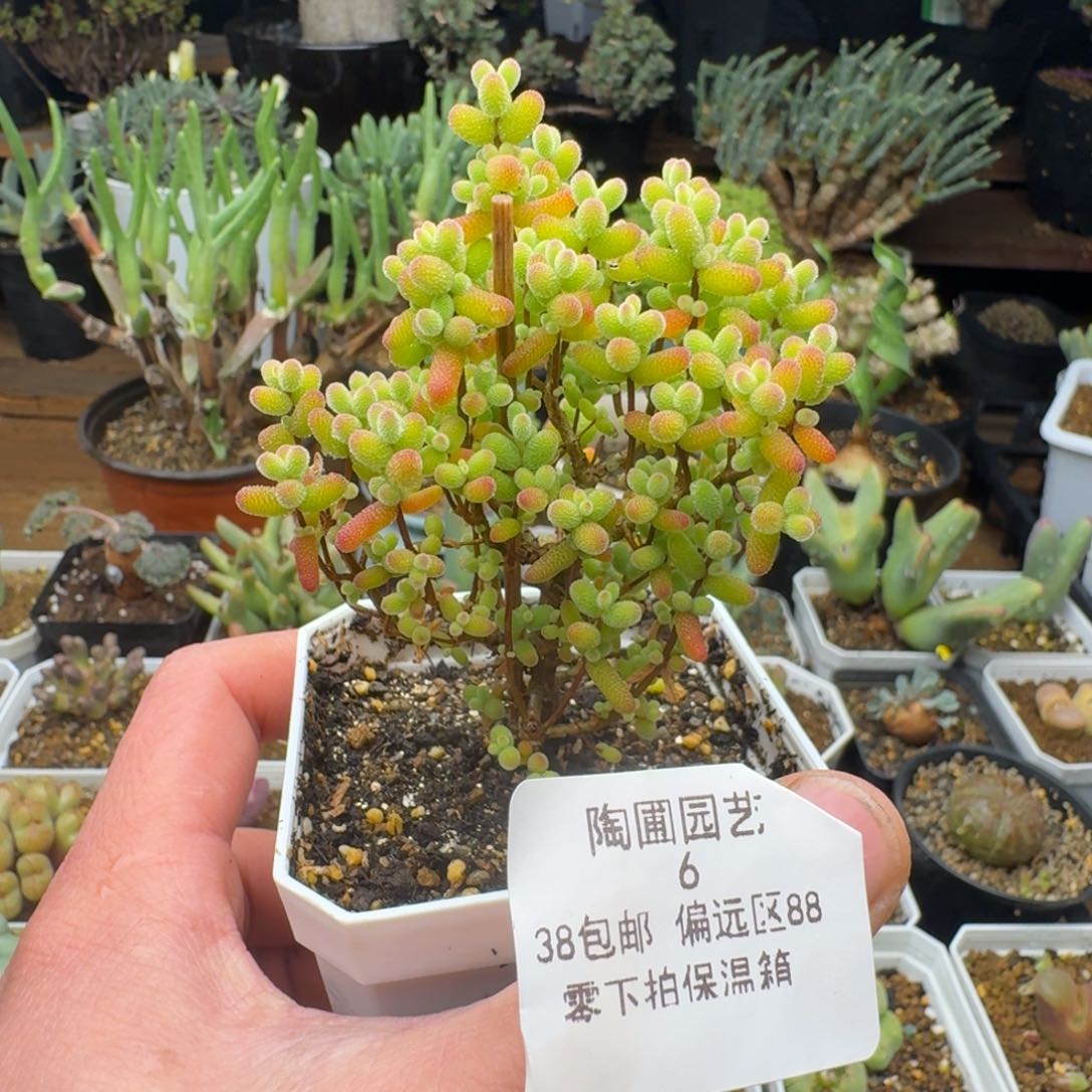 6号金桔福利多肉。       