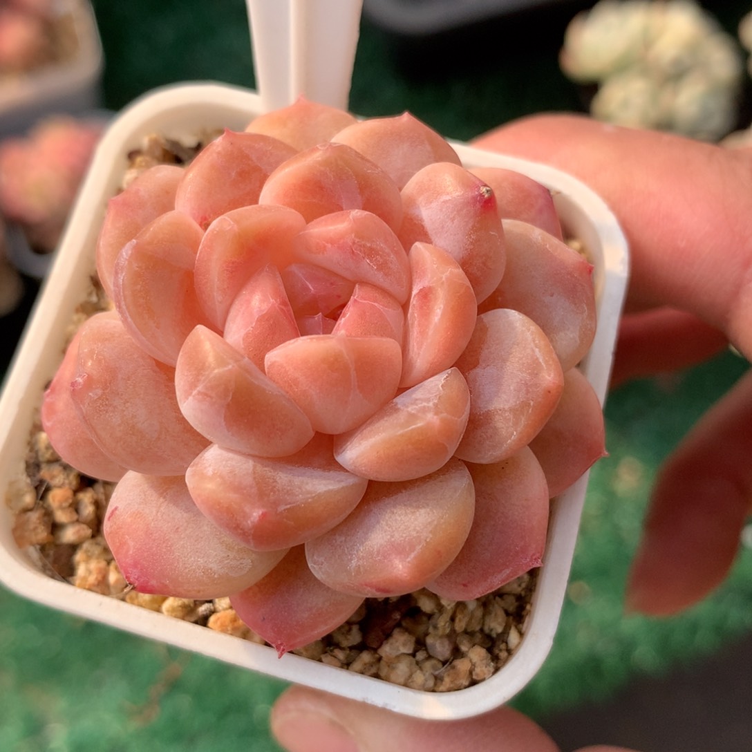 糯心冰魄精品多肉