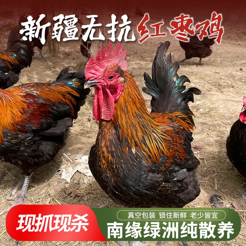 新疆包邮无抗红枣大公鸡老母鸡现杀鲜食