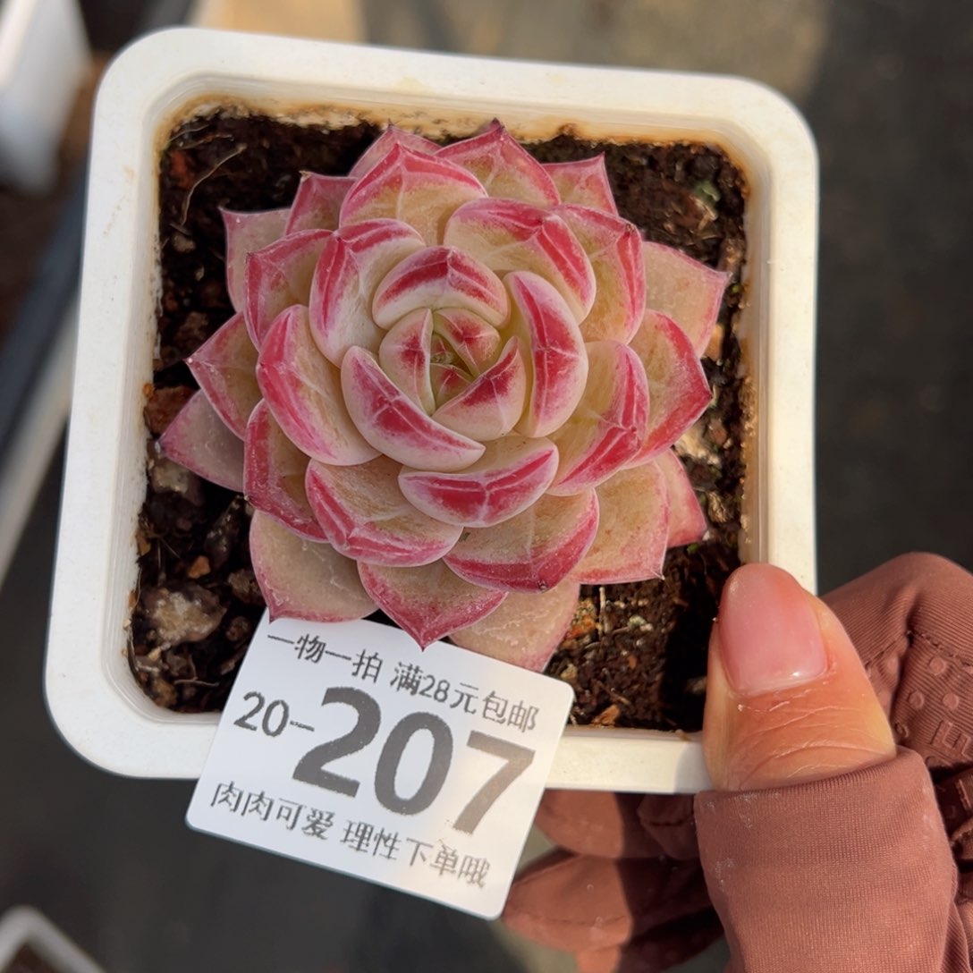 黑武士多多肉多肉多肉