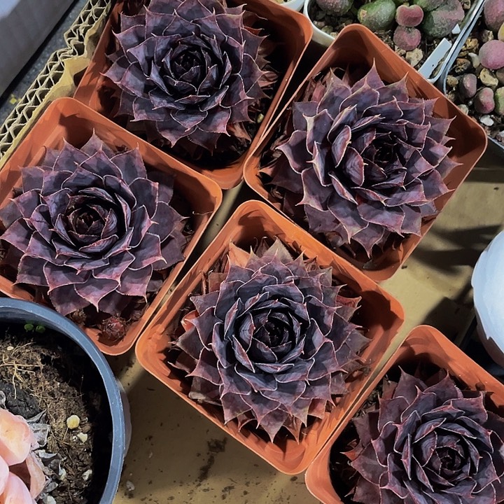 黑紫色长生草带盆土发