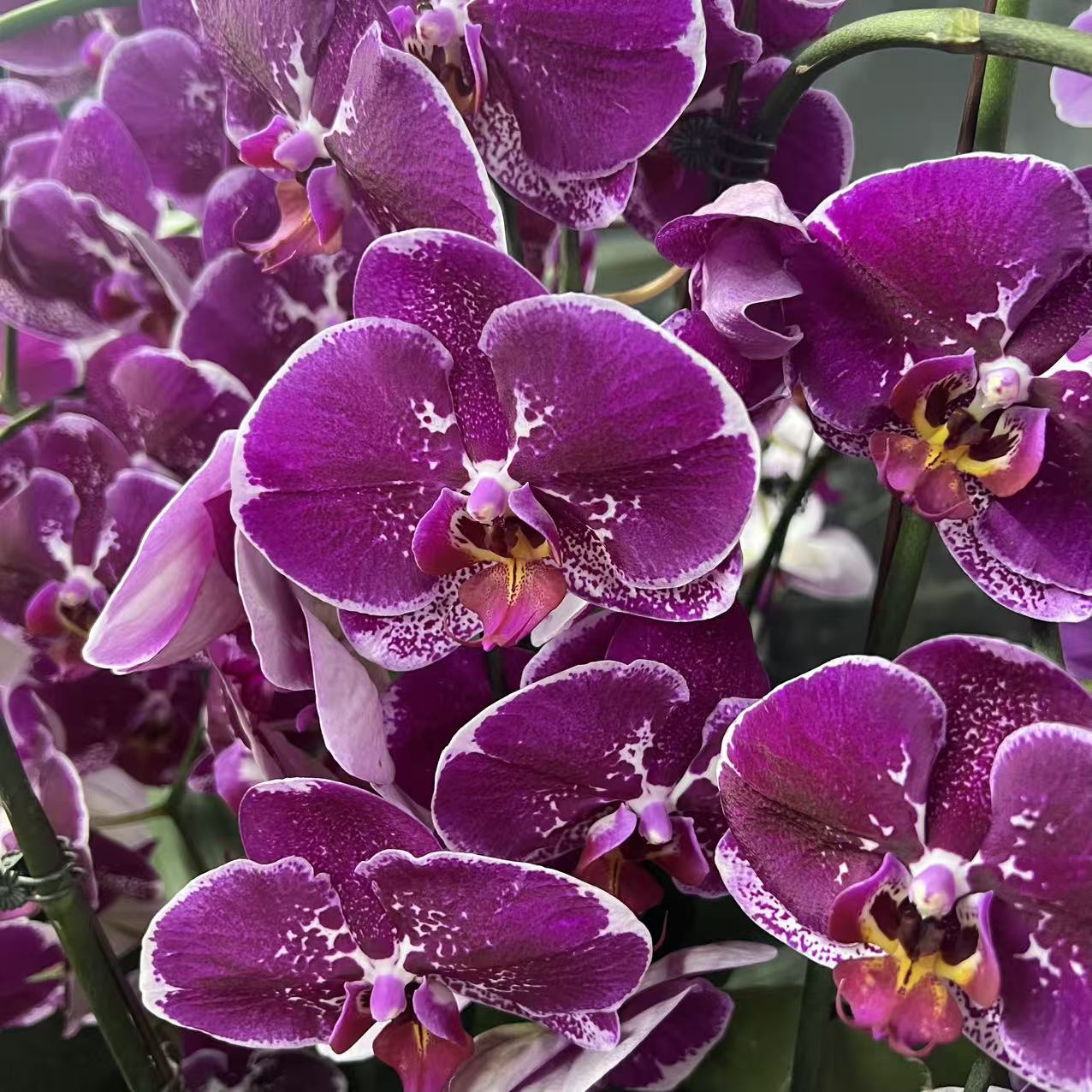 蝴蝶兰盆栽【品种不选】多年生室内阳台易养护爆花强茶室盆景