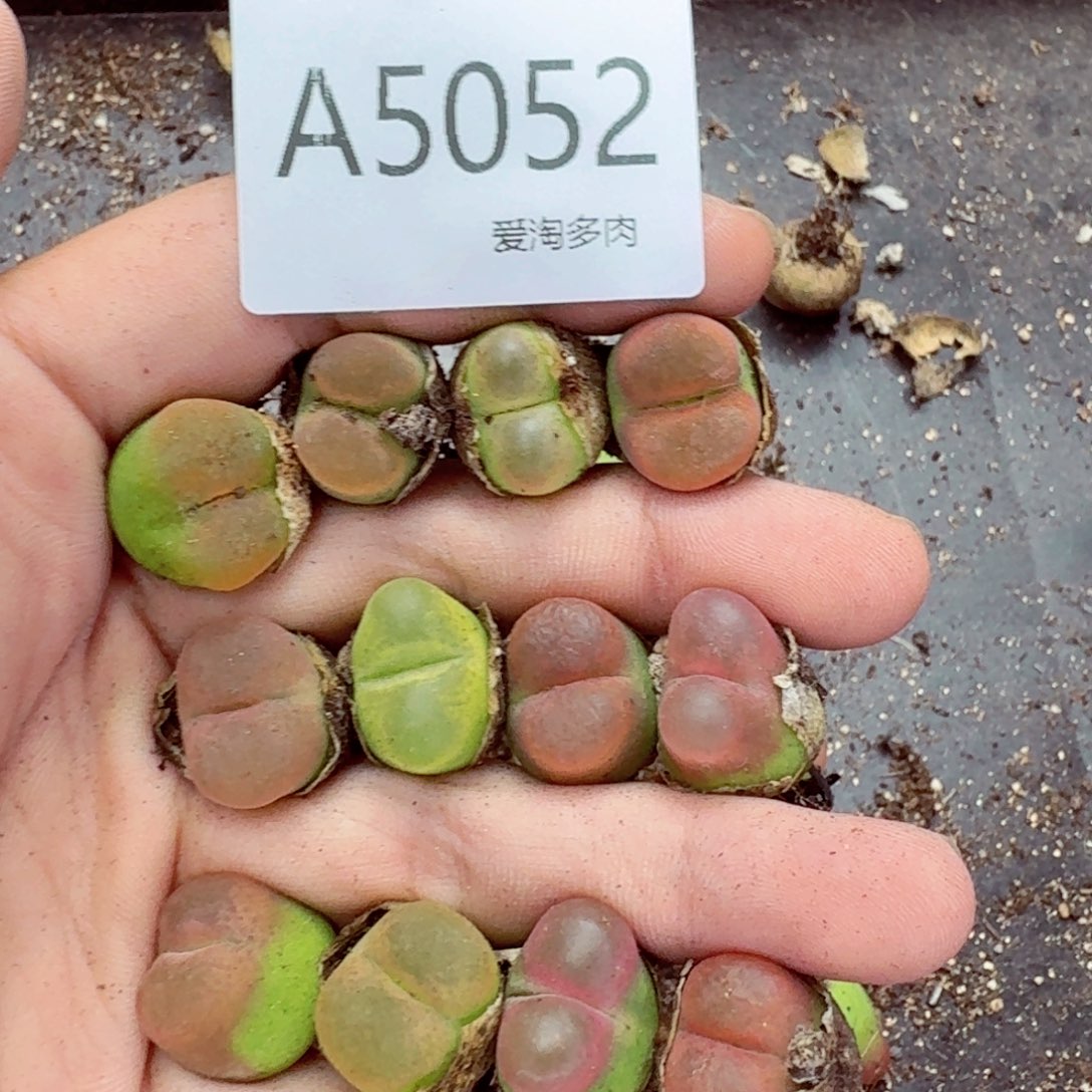 5052——-生石花 肉锥