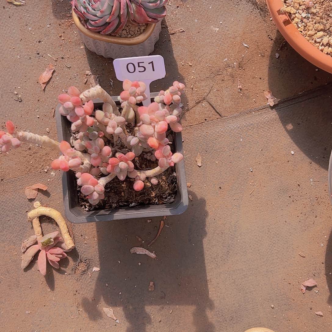 梧051苹果美人20不售后