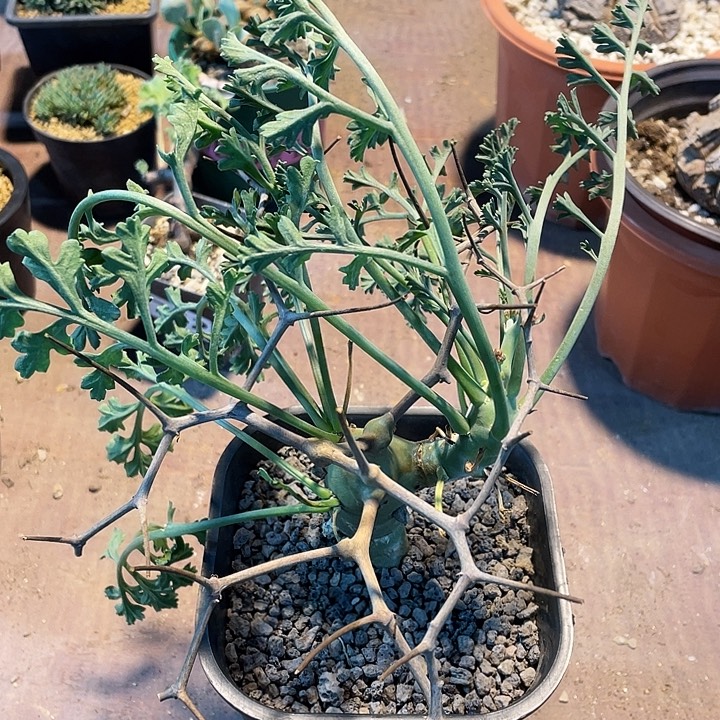 761大香水杨葵块根