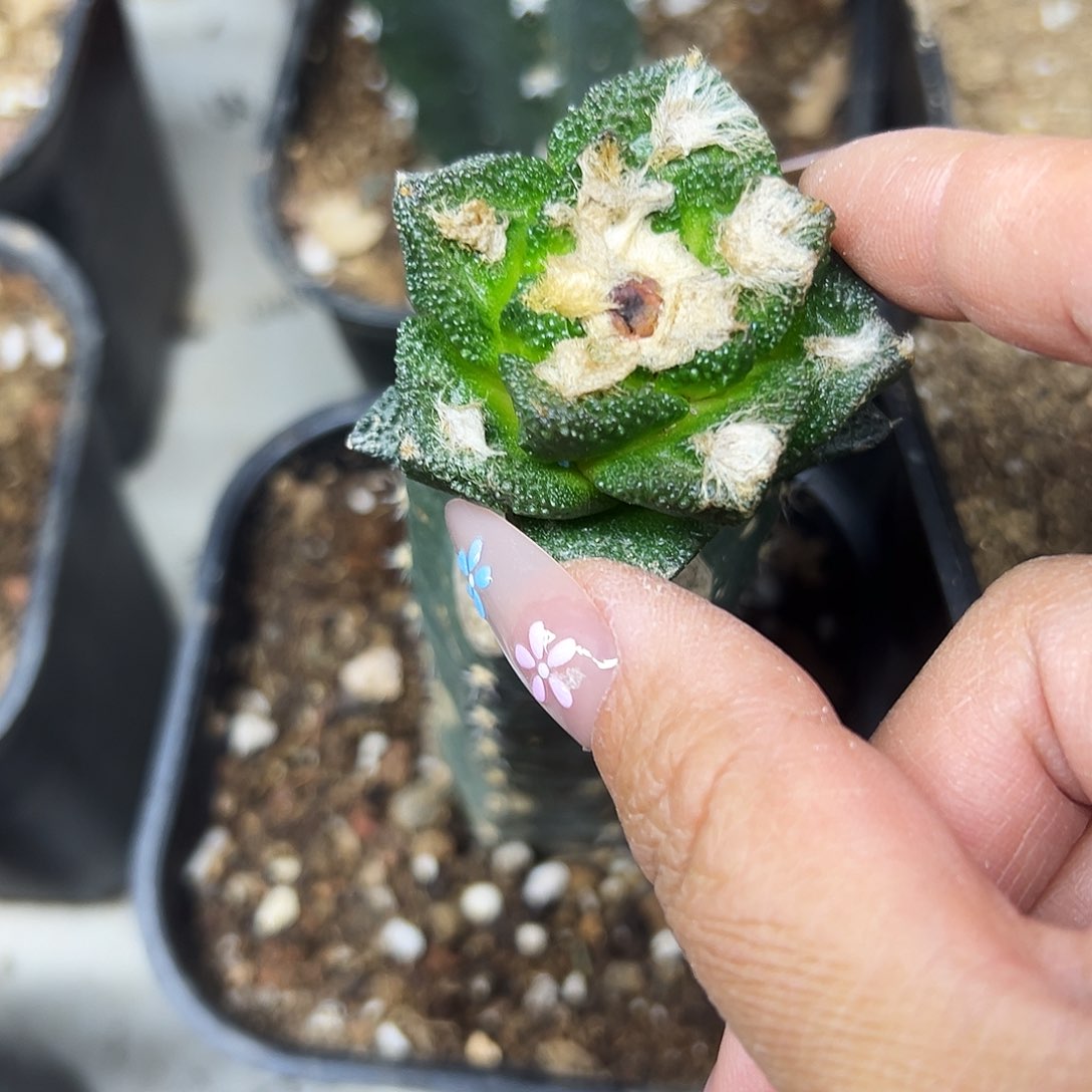 博士牡丹仙人球1111111111