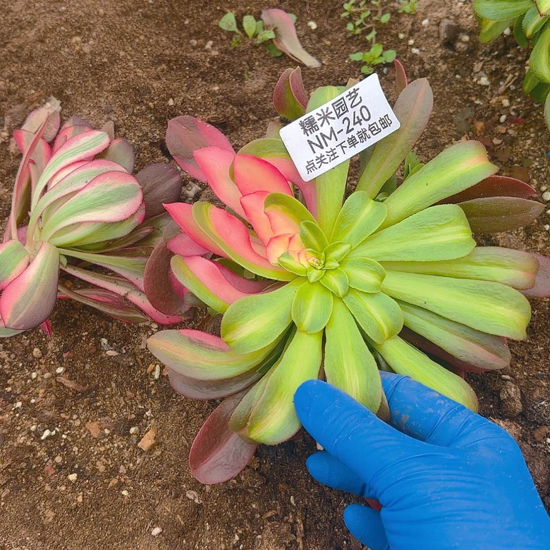 桃夭花脸多肉植物一号240