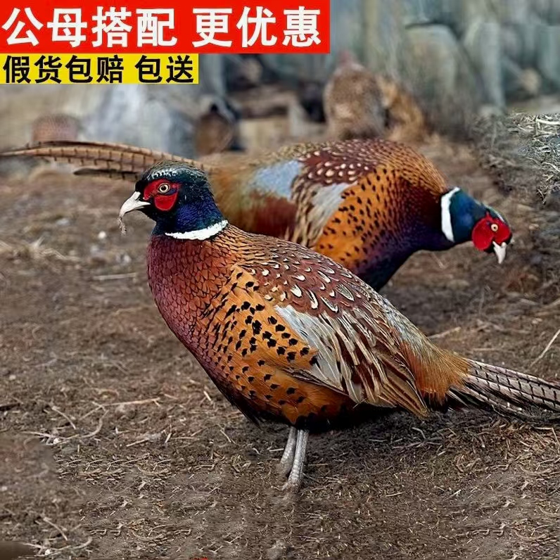 纯种散养七彩山鸡鲜活到家野山鸡成年2斤发货包邮包活到家