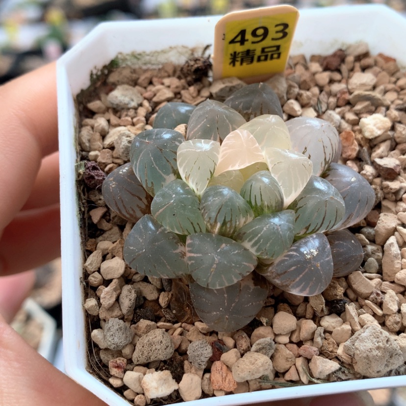 【闪购商品】493姬玉露