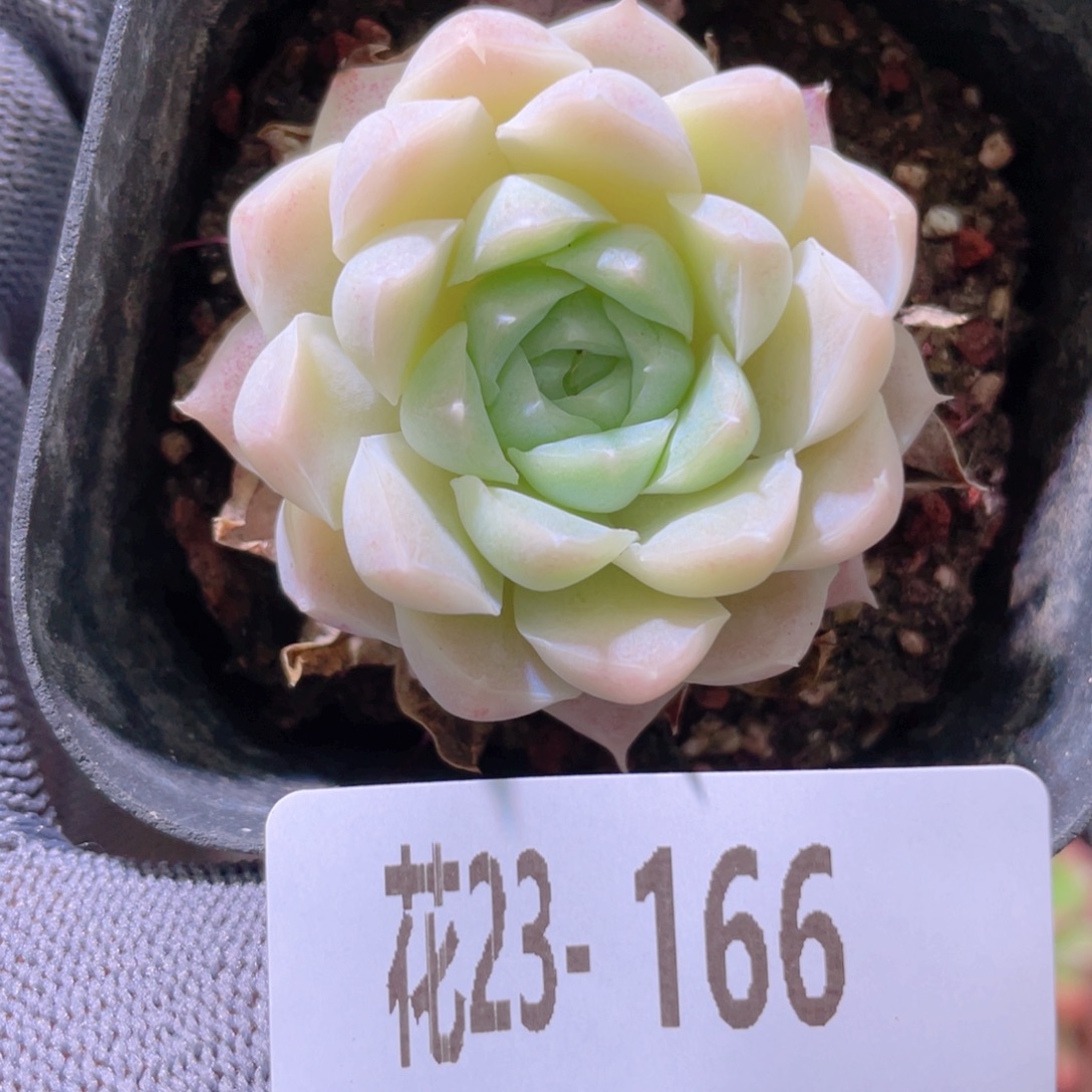 花利美23-166白月影