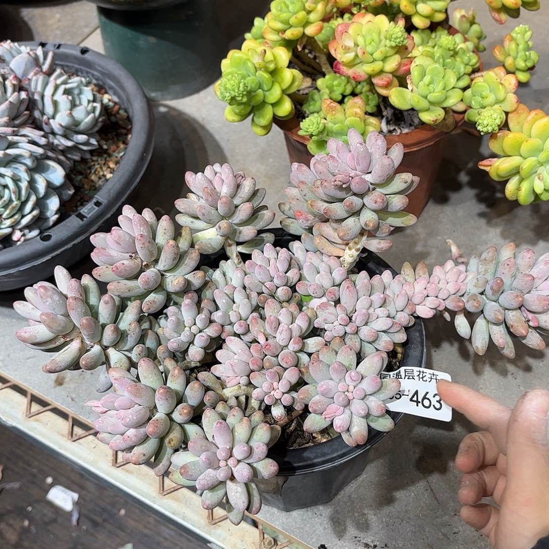 同温层多肉婴儿手指463