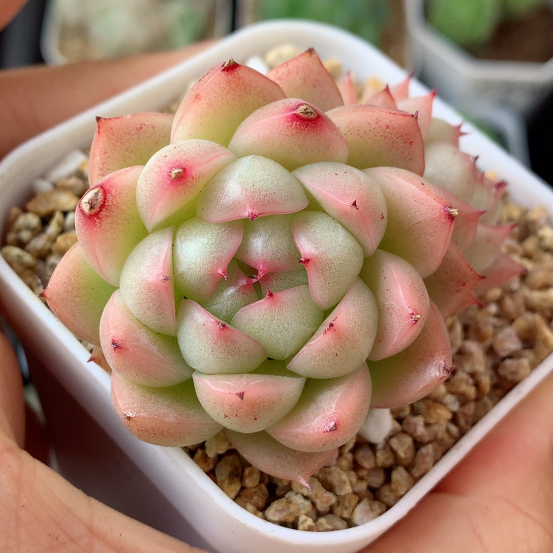 36麦秆58包邮  群生不包整