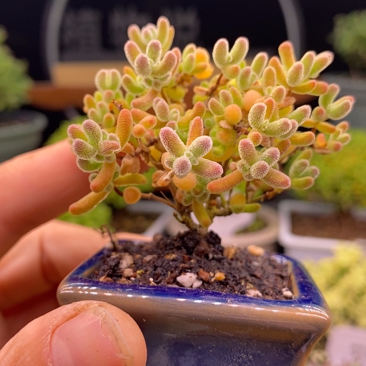 无花朵32冰晶。    