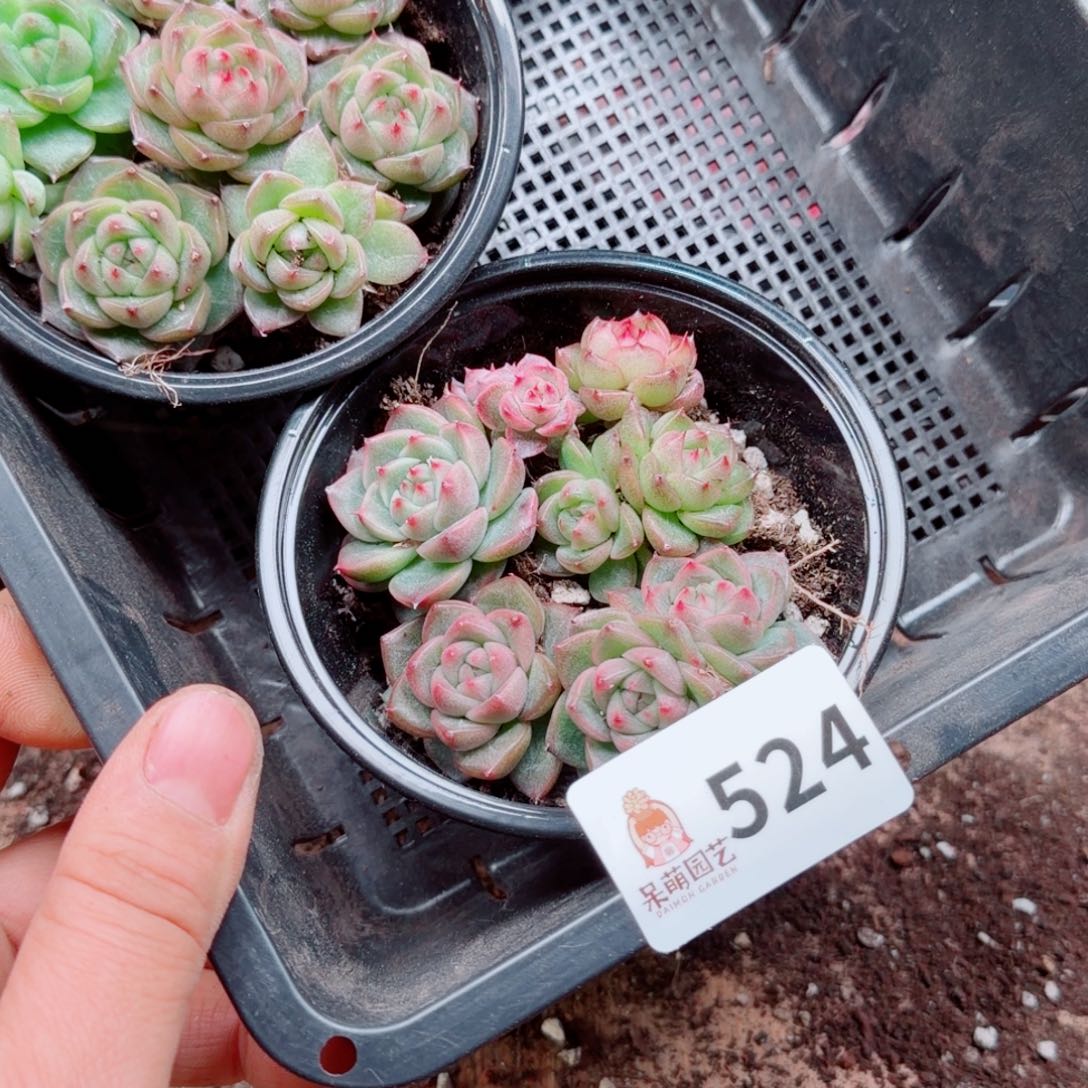 *****多肉植物多肉植物