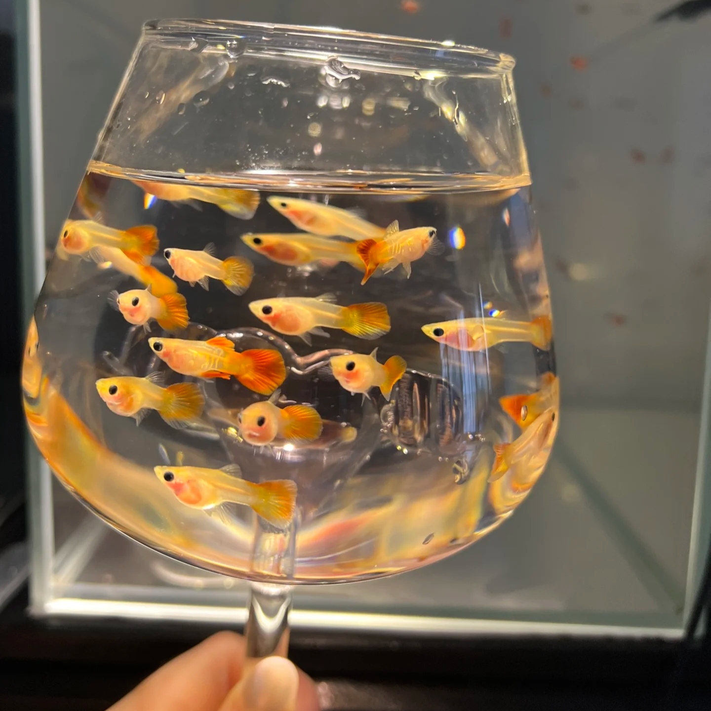 【玻璃体】合集  Glass guppy