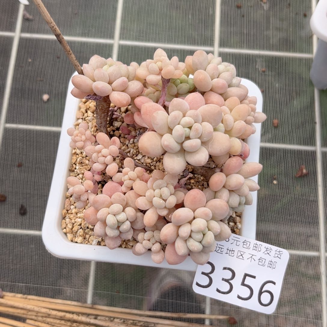 大3356:（xv vb b n m m