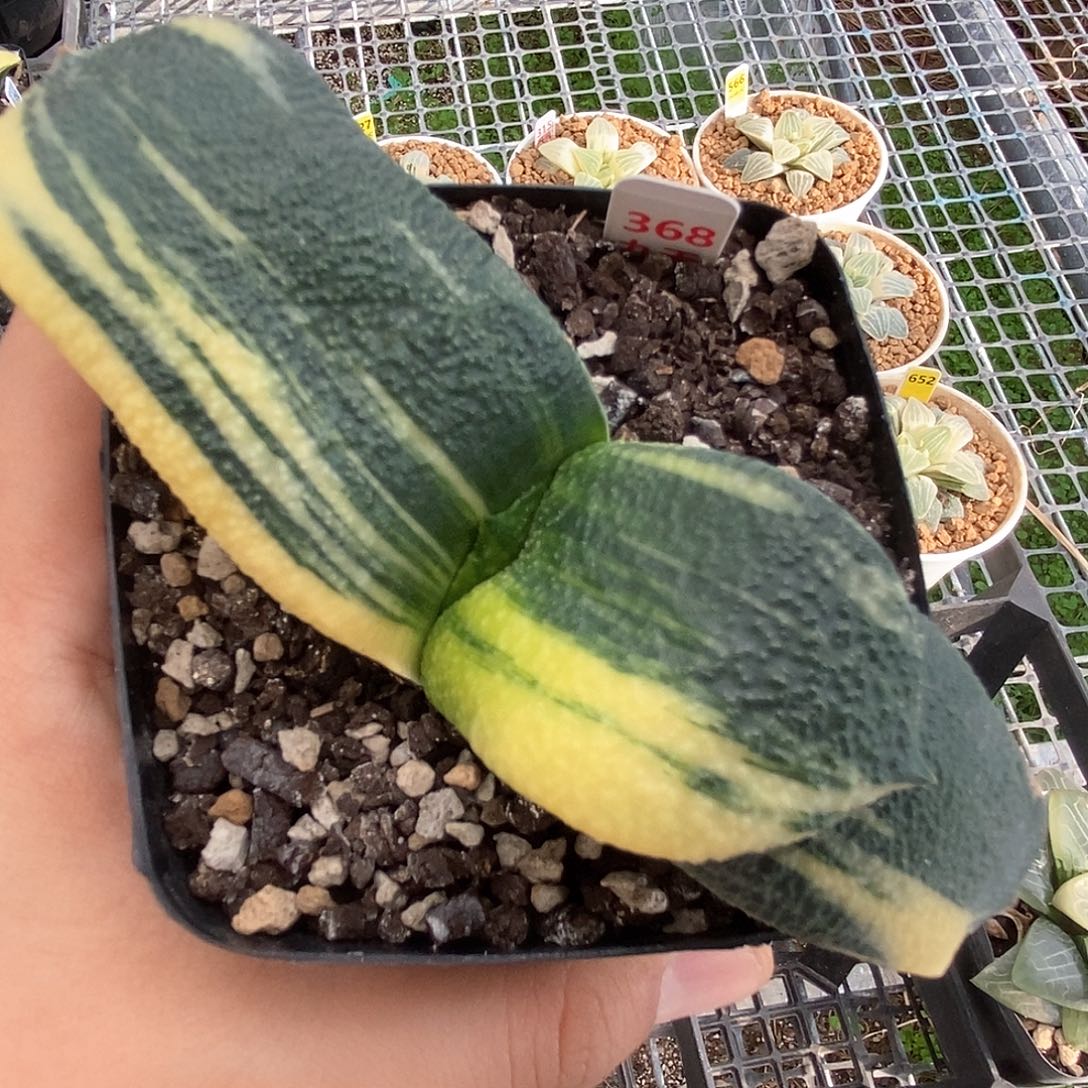 实生卧牛锦一物一拍