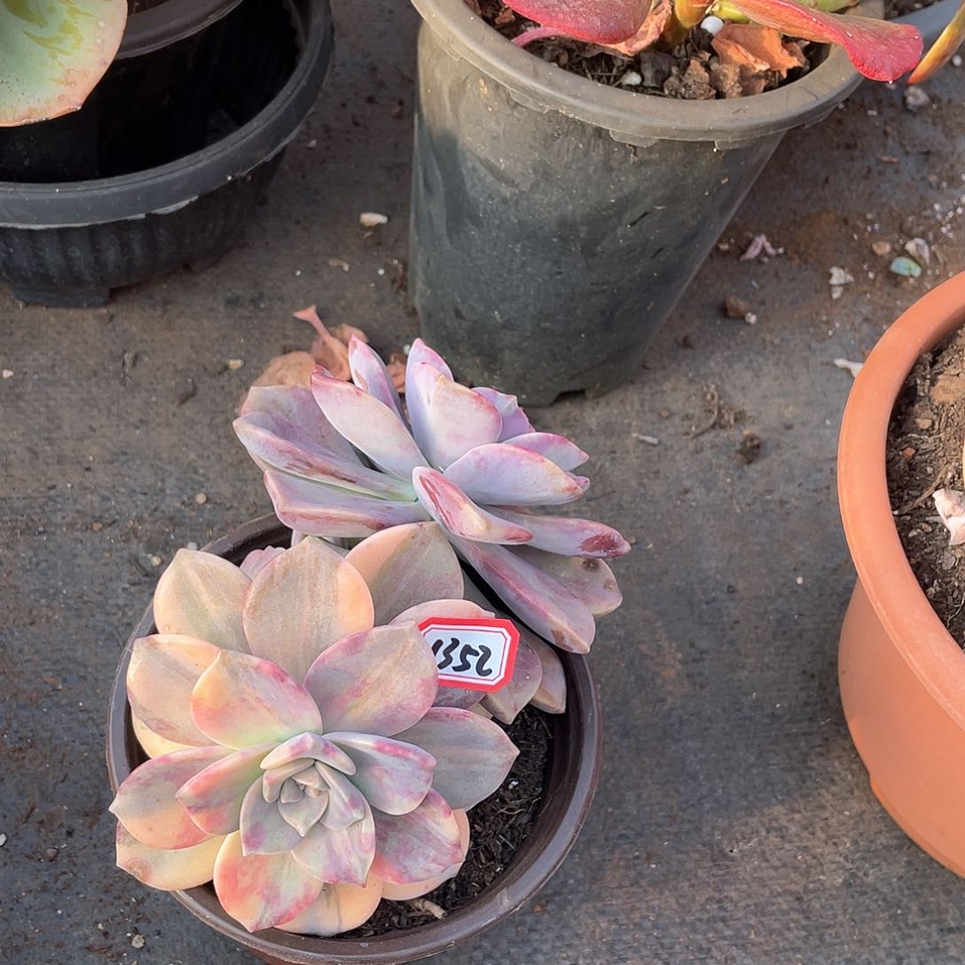 1352紫乐锦一物一拍多肉