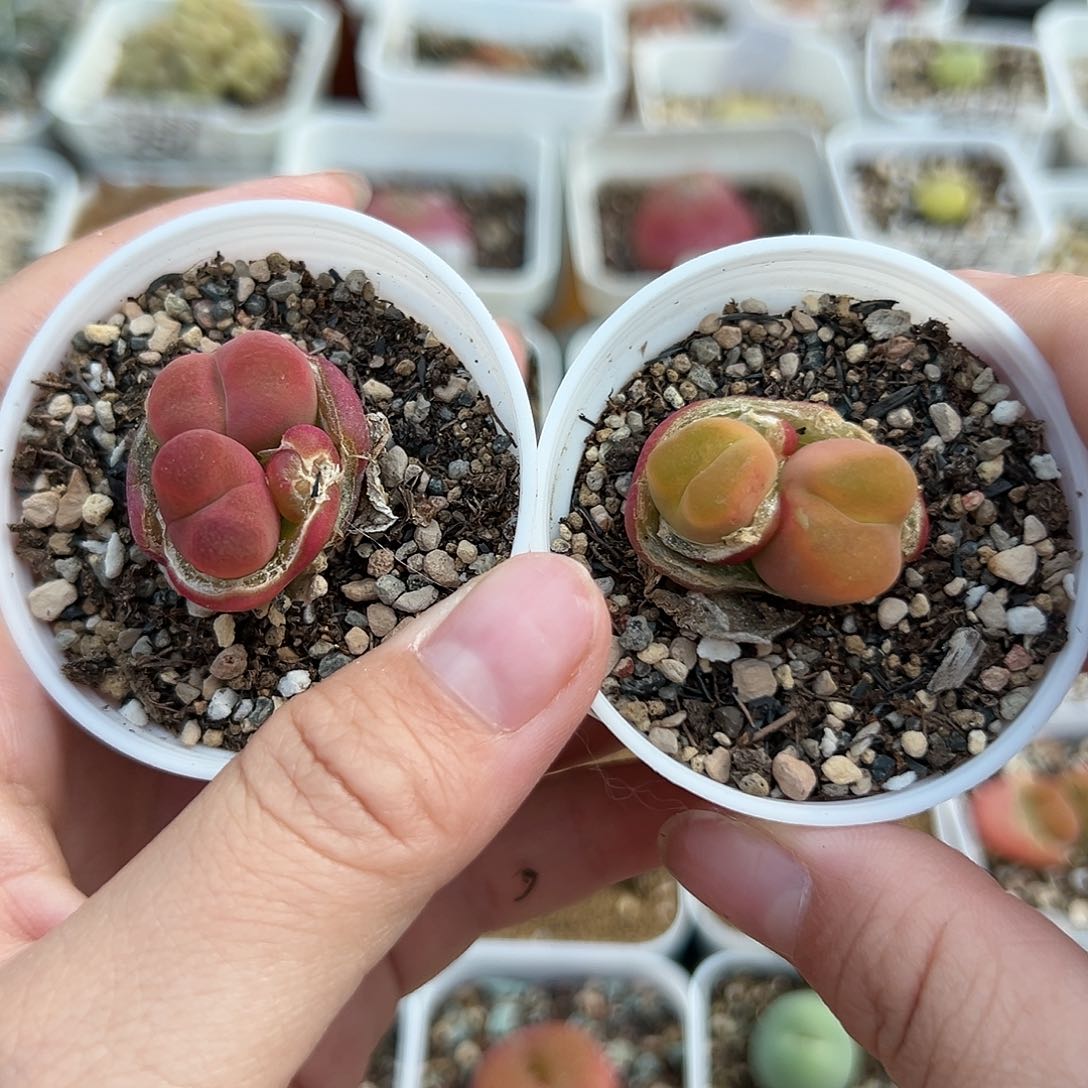 337毛汉尼双头带盆土发货