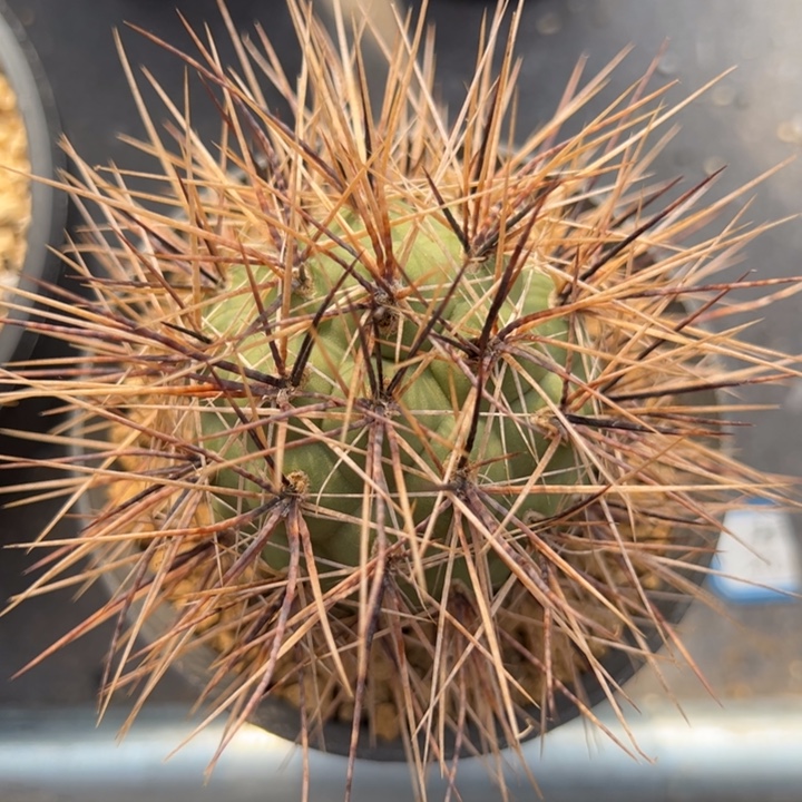 大型海胆习仙人球仙人球