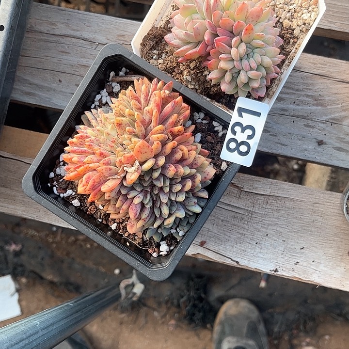用****0多肉植物一物一拍