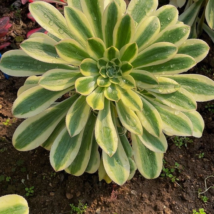 1619-保时捷多肉植物