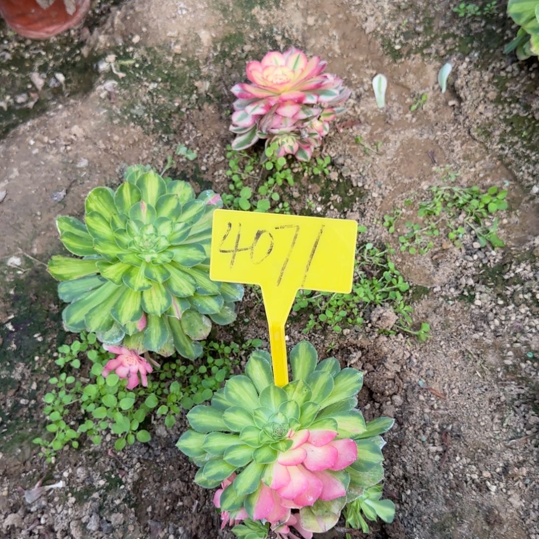 小***夏4071--知否。知否？知否