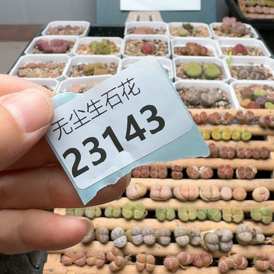 蝴****）清框特价黄巴厘23143
