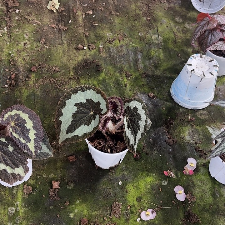 完全开放原生大王