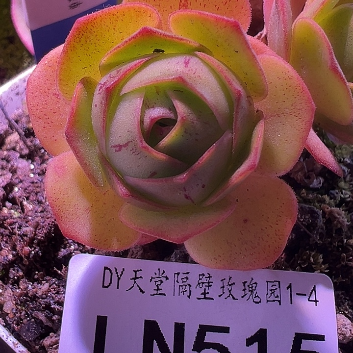 露妮515潘系白龙璃龙侧芽
