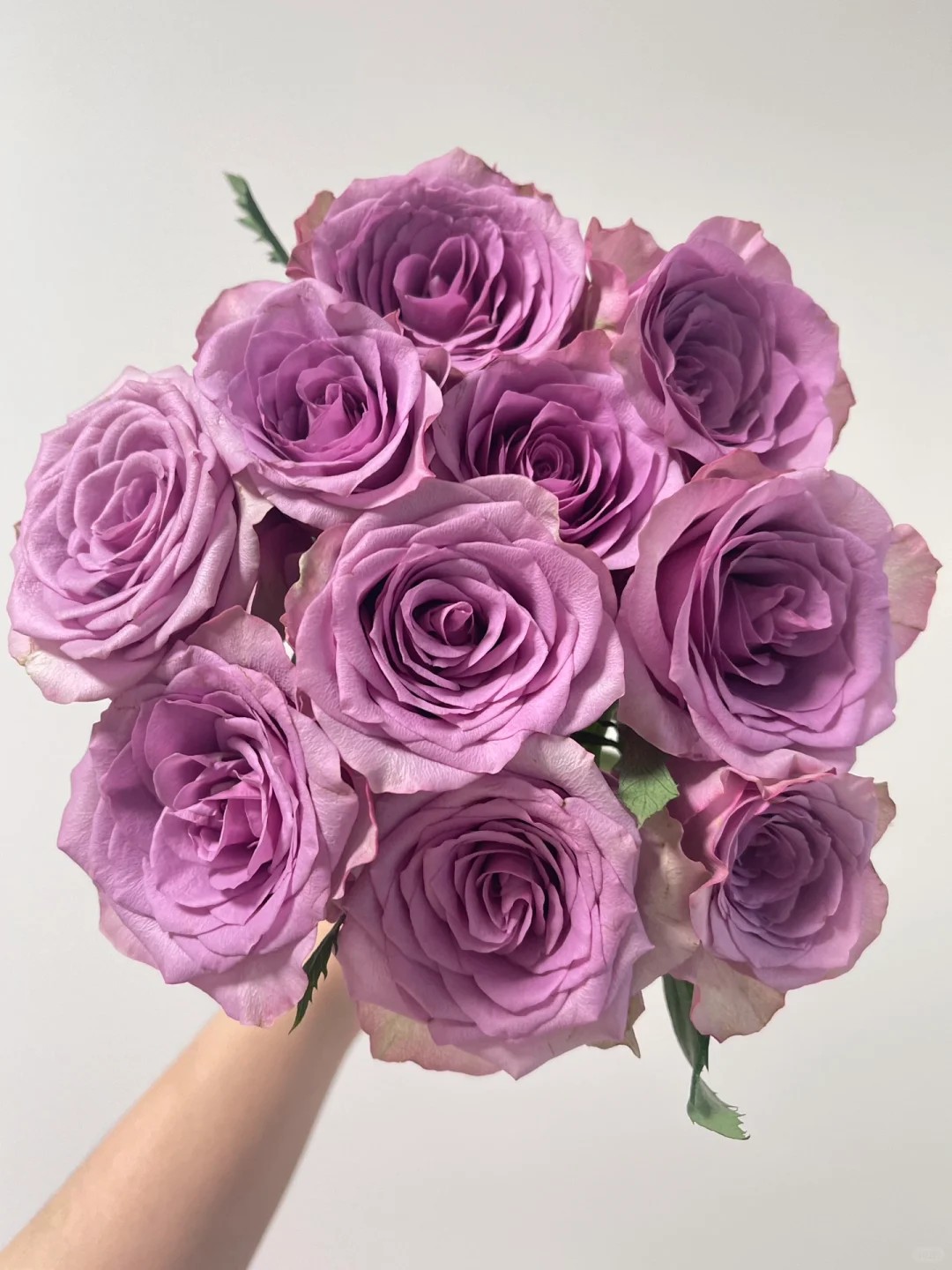 紫霞仙子玫瑰花云南冷链直发鲜切花水培花束家庭插花节日送礼