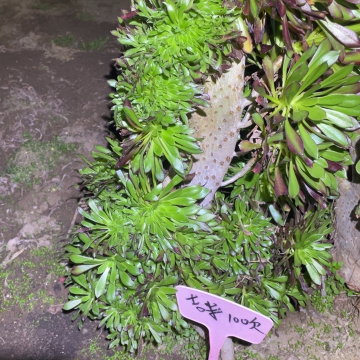 咪****黑法师缀化法师多肉植物