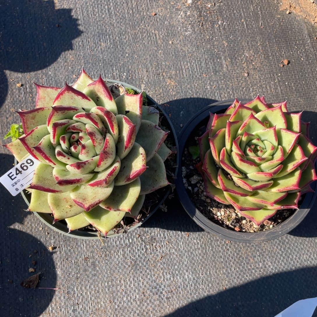 无花朵若如东云组拍E469