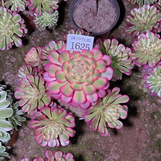 625维纳斯多肉植物