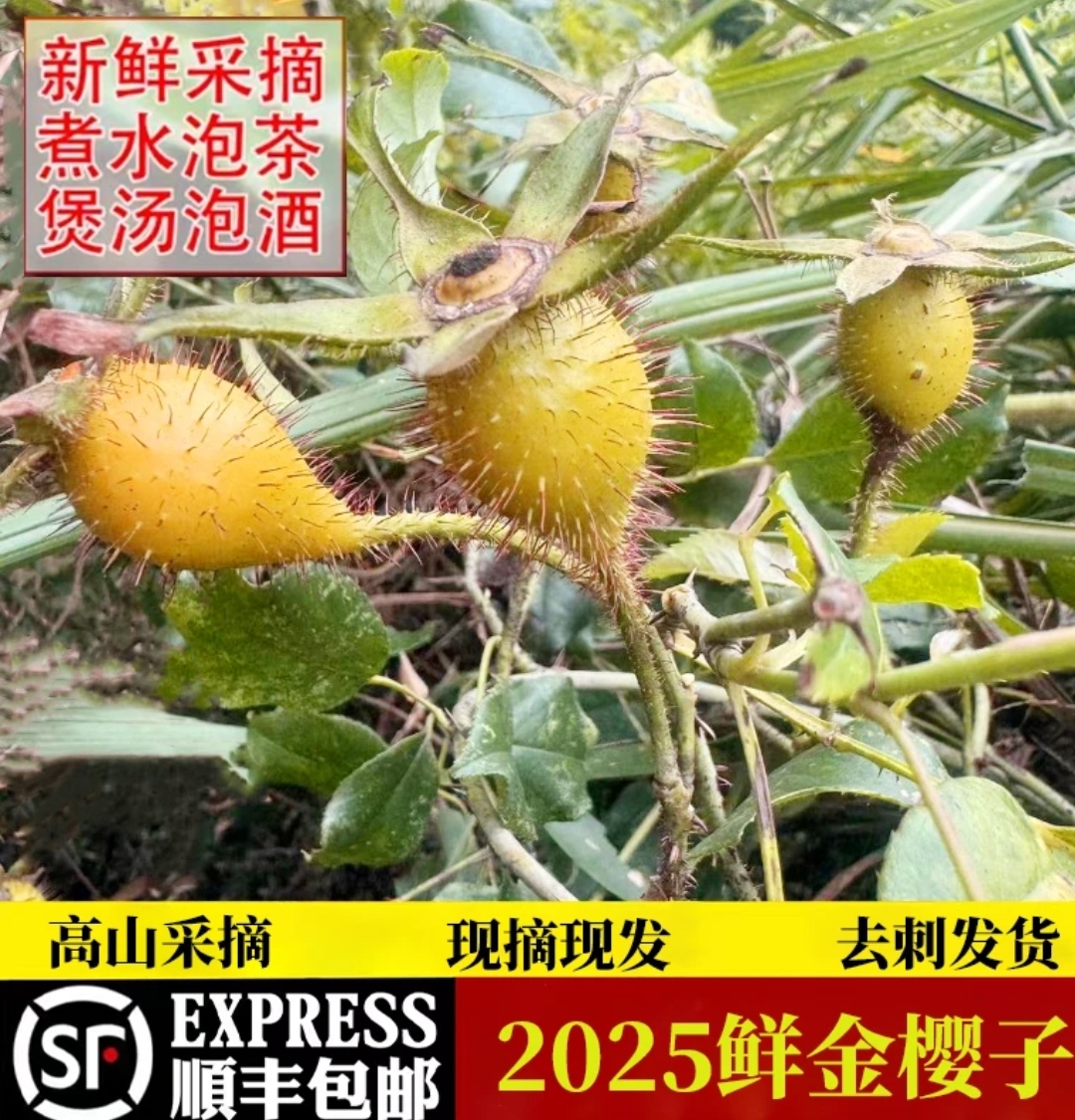 新鲜现摘金樱子野生鲜果刺梨子干红果糖罐子散装非去籽金英子