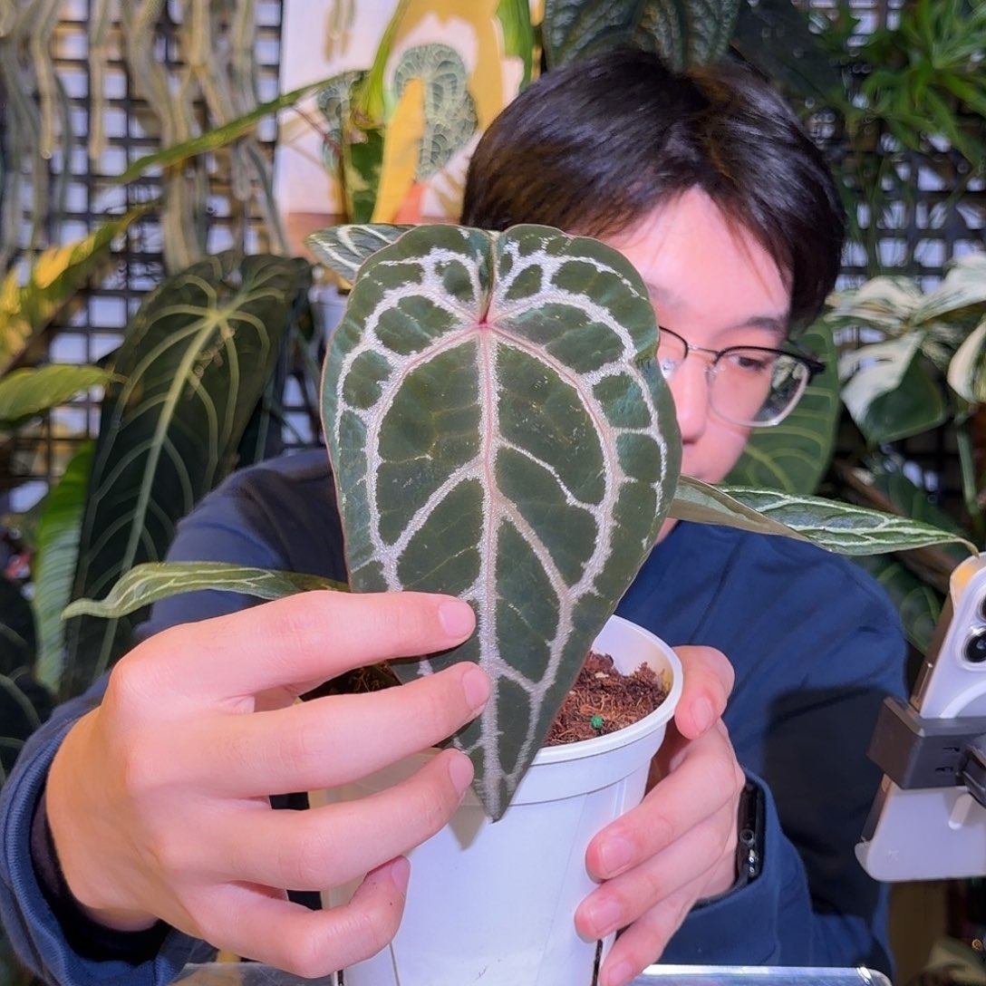 完全开放M193  织梦者杂小钻石