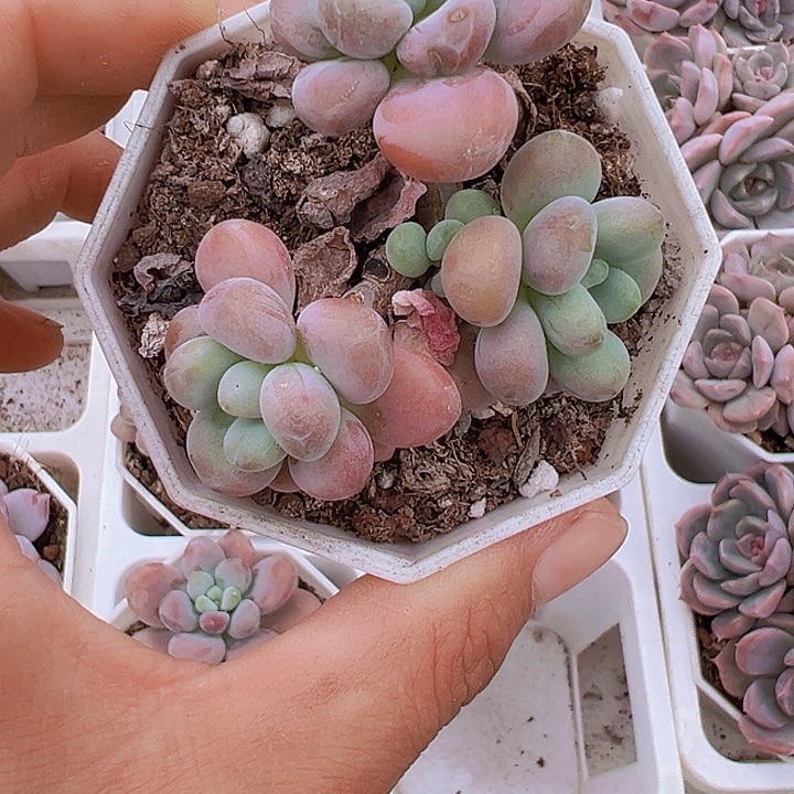 鱼子酱多肉19包邮