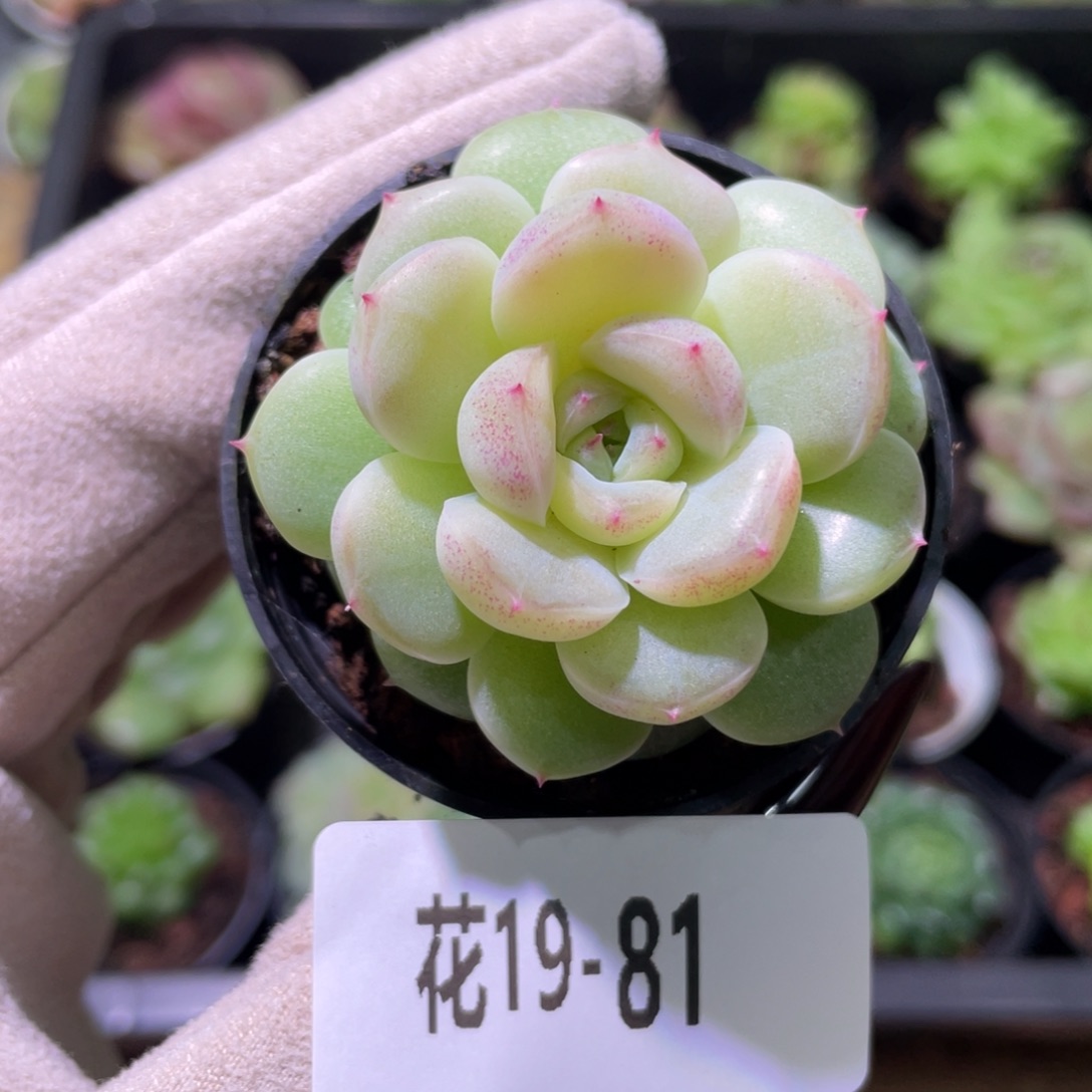 花利美19-81新品单头