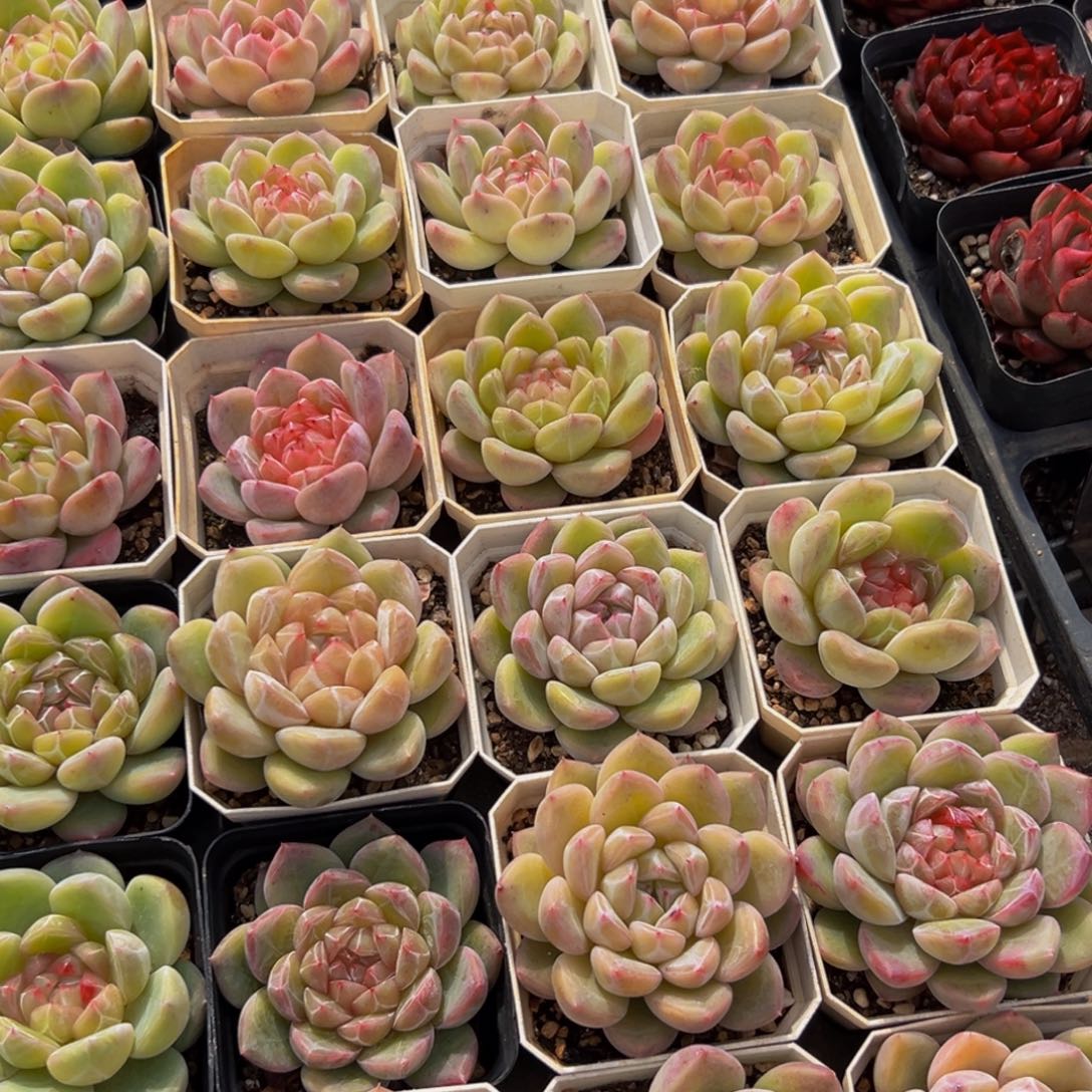 执***着990多肉葡萄的味道是