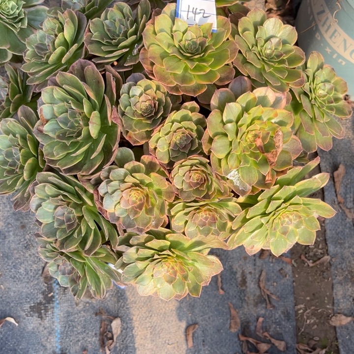 142半夏多肉植物法师