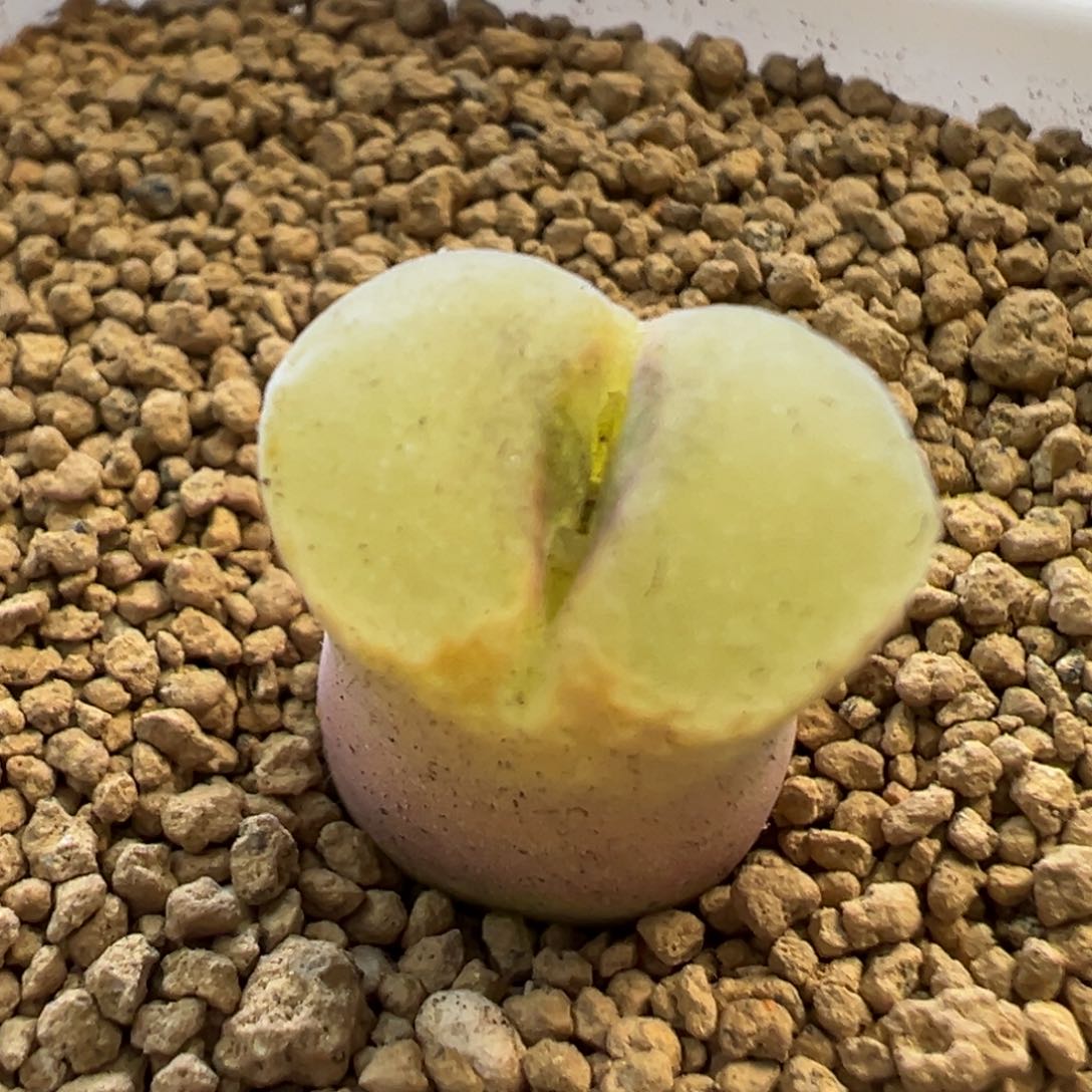 美风铃 肉锥植物