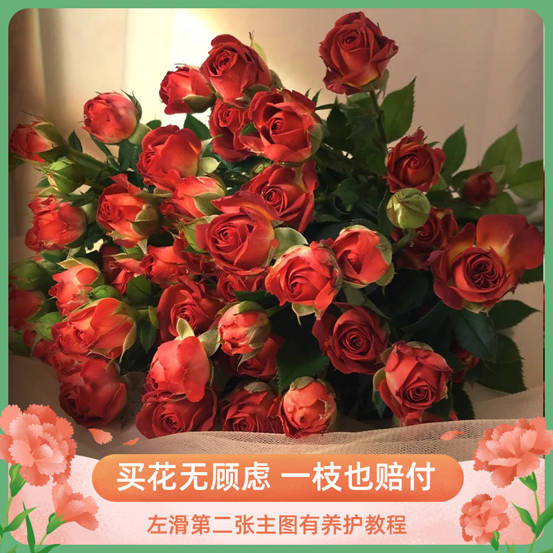 【巧克力泡泡】多头玫瑰云南基地鲜花直发客厅插花女神节鲜花花束