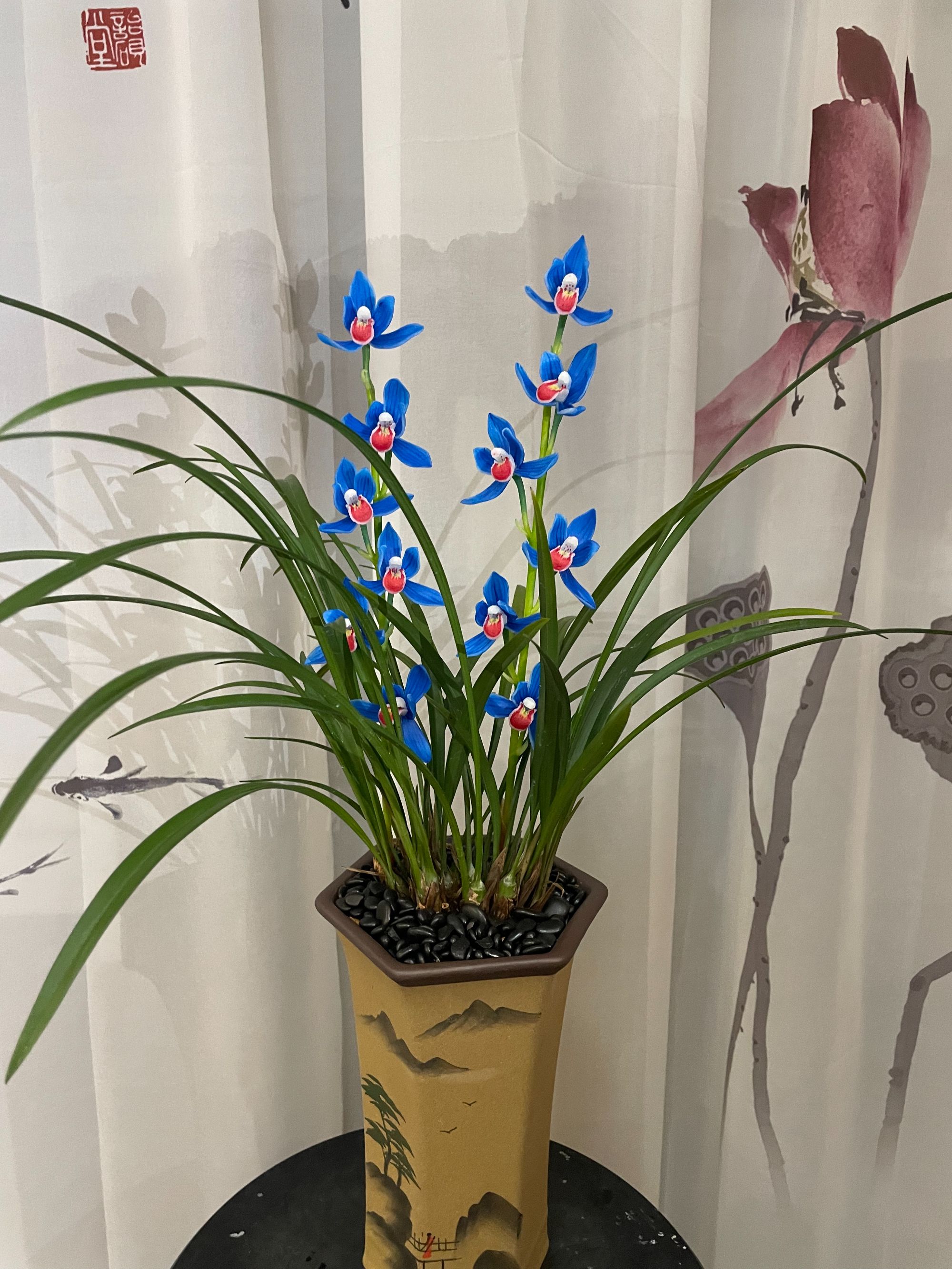 蓝钻石带花苞 稀有寒兰 浓香型好养护花期长 新手推荐