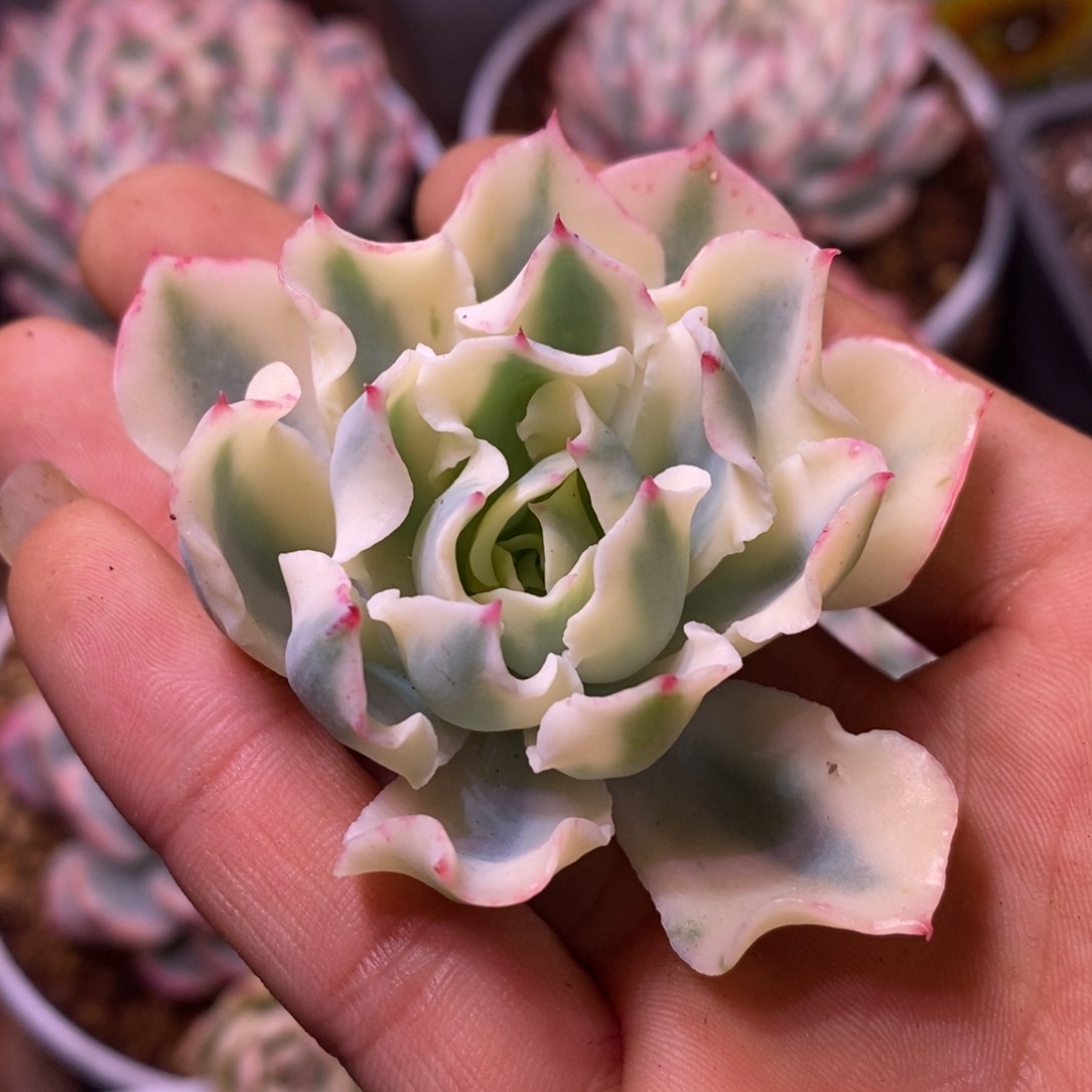 海啸锦 多肉植物3