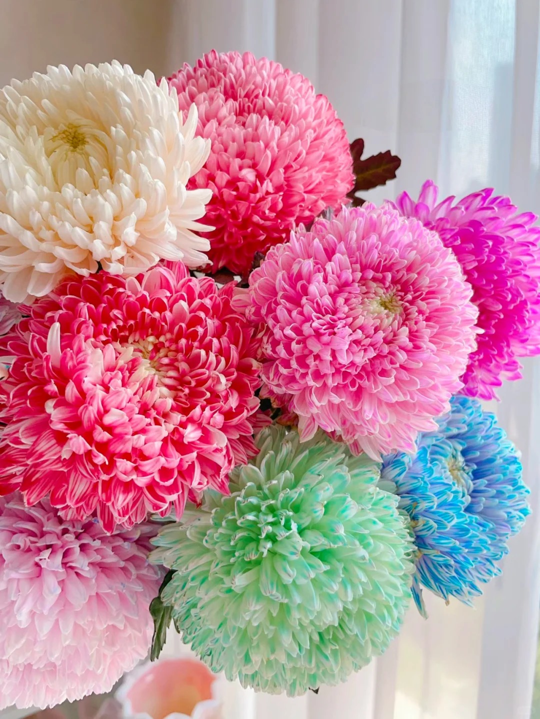 七彩牡丹菊--请接受会有轻微色差（实物直播间展示为准）