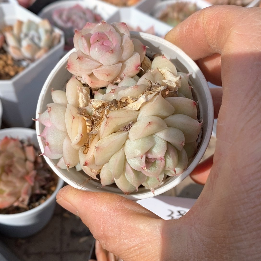 精品多肉一物一拍不包整436