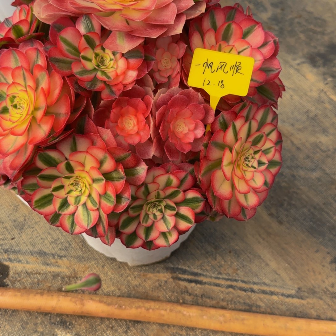 倾城88888888888888