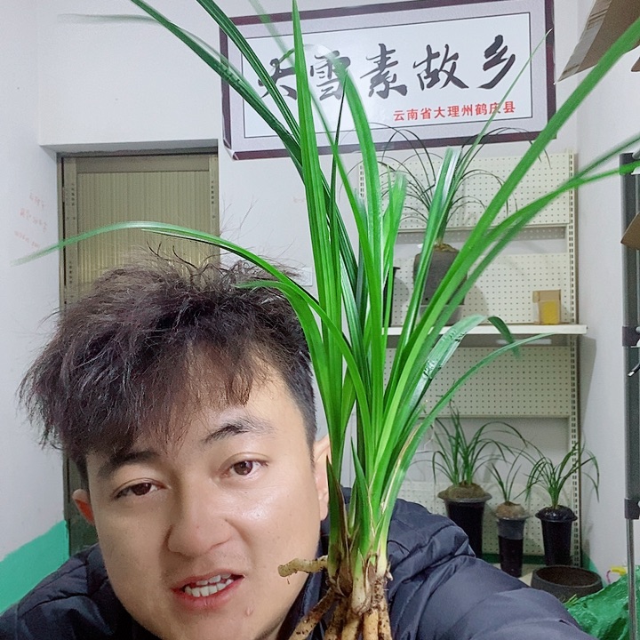 完全开放石鼓大雪素