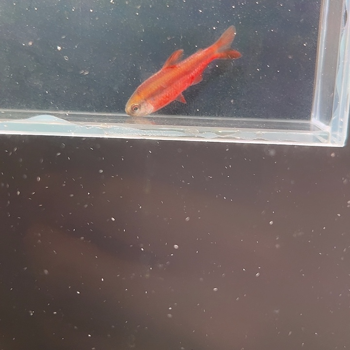 灯科鱼粉色牌5号潮红（